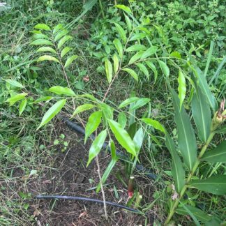 Agarwood Heritage Steward