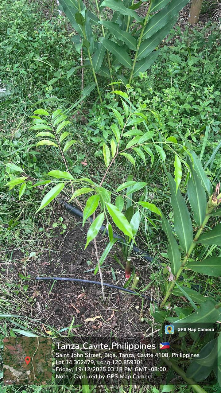 Agarwood Heritage Steward