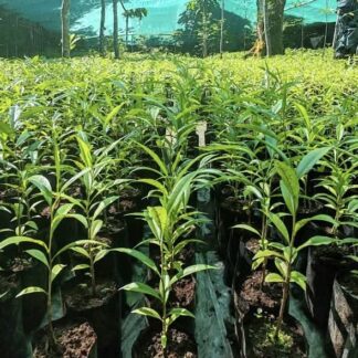 BariOud™ Small Size Aquilaria malaccensis (Bari) Seedling