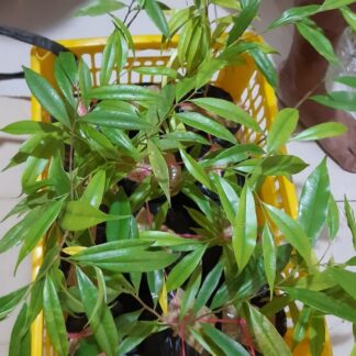 BariOud™ Medium Seedlings Carbon Sequestration Investment Package