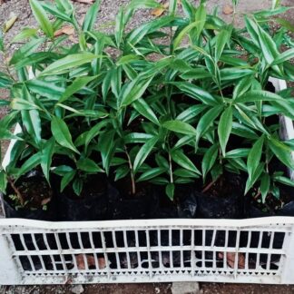 BariOud™ Small Seedlings Plantation Package